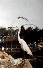 A local visits SeaWorld of Florida, Kraken coaster in background; Copyright �2001 Jason Higley